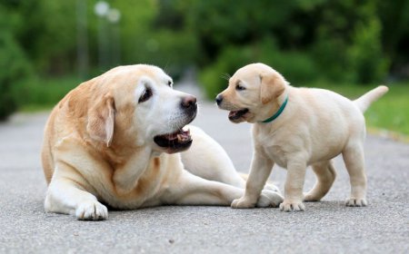 Rüyada Köpek Görmek