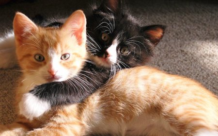 Rüyada kedi görmek anlamı ve yorumu ne anlatıyor?