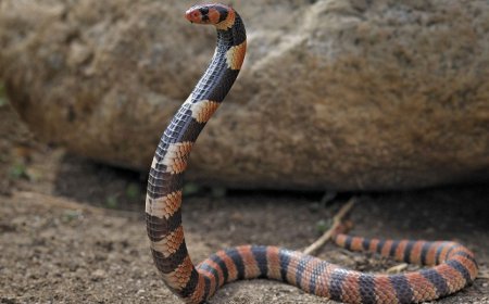 Rüyada Yılan Görmek Ne Anlama Gelir?