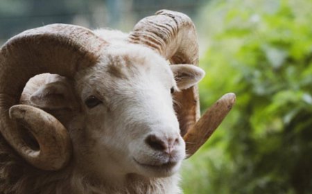 Rüyalarda Kurban Kesmek